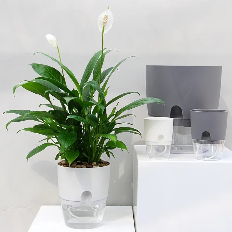 TransparentFlowerPotWithInjectionOrifice™ - Couleurs des Auras